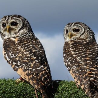 Training birds of prey and owls (Theory)