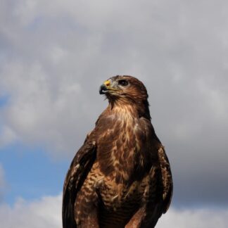 New Combined Course C1-C9 (Theory)