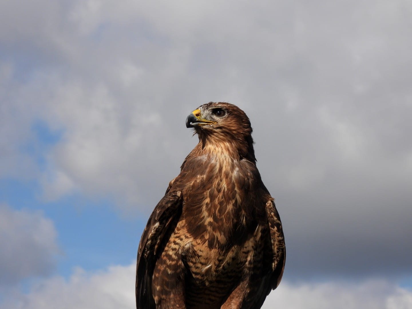 New Combined Course C1-C9 (Theory)