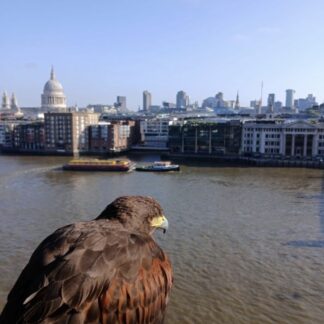 Bird Control Course
